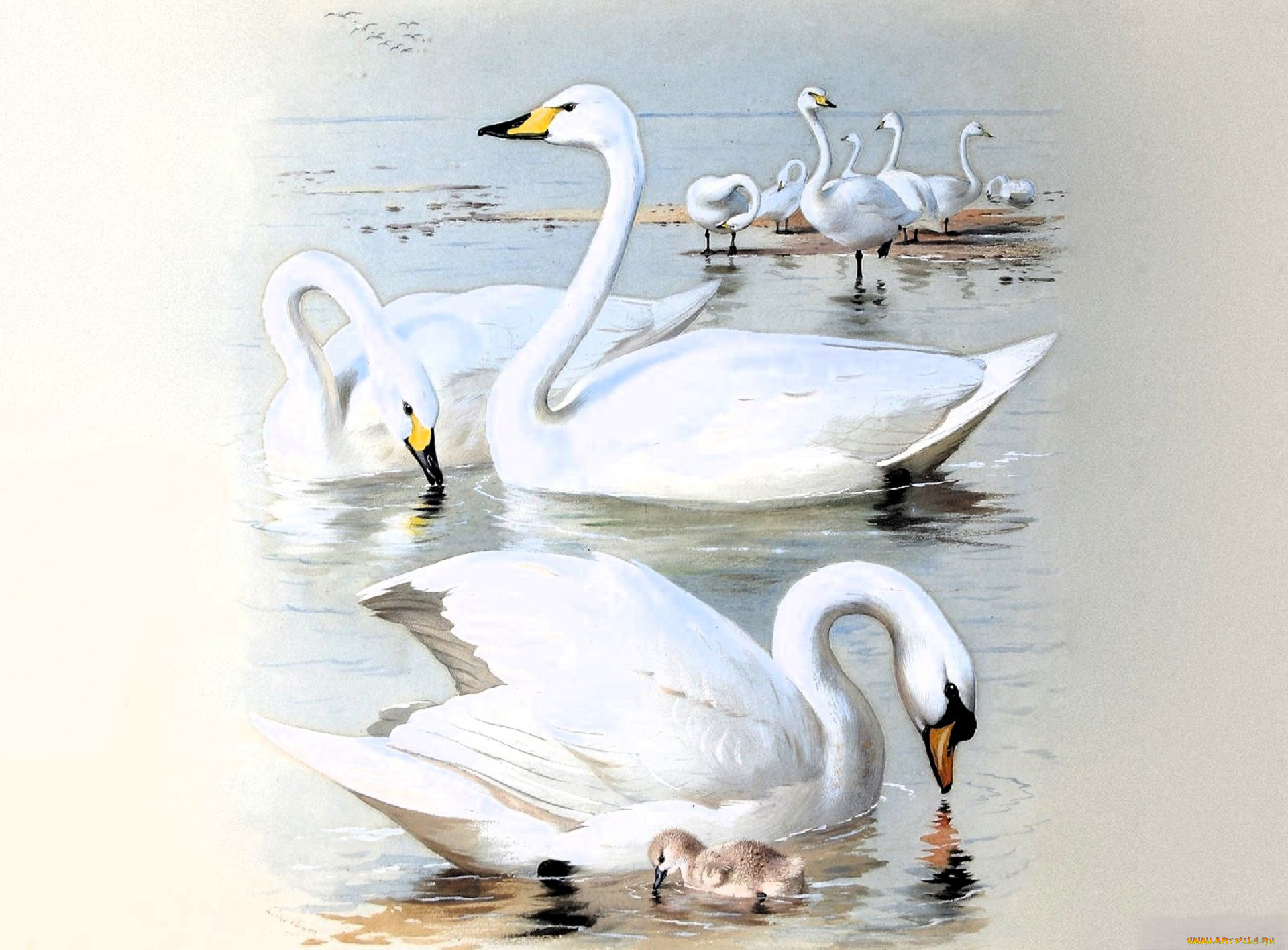 , archibald thorburn, , , 
